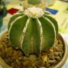 Aztekium _hintonii